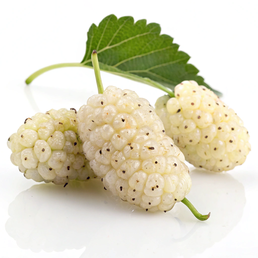 White Mulberry